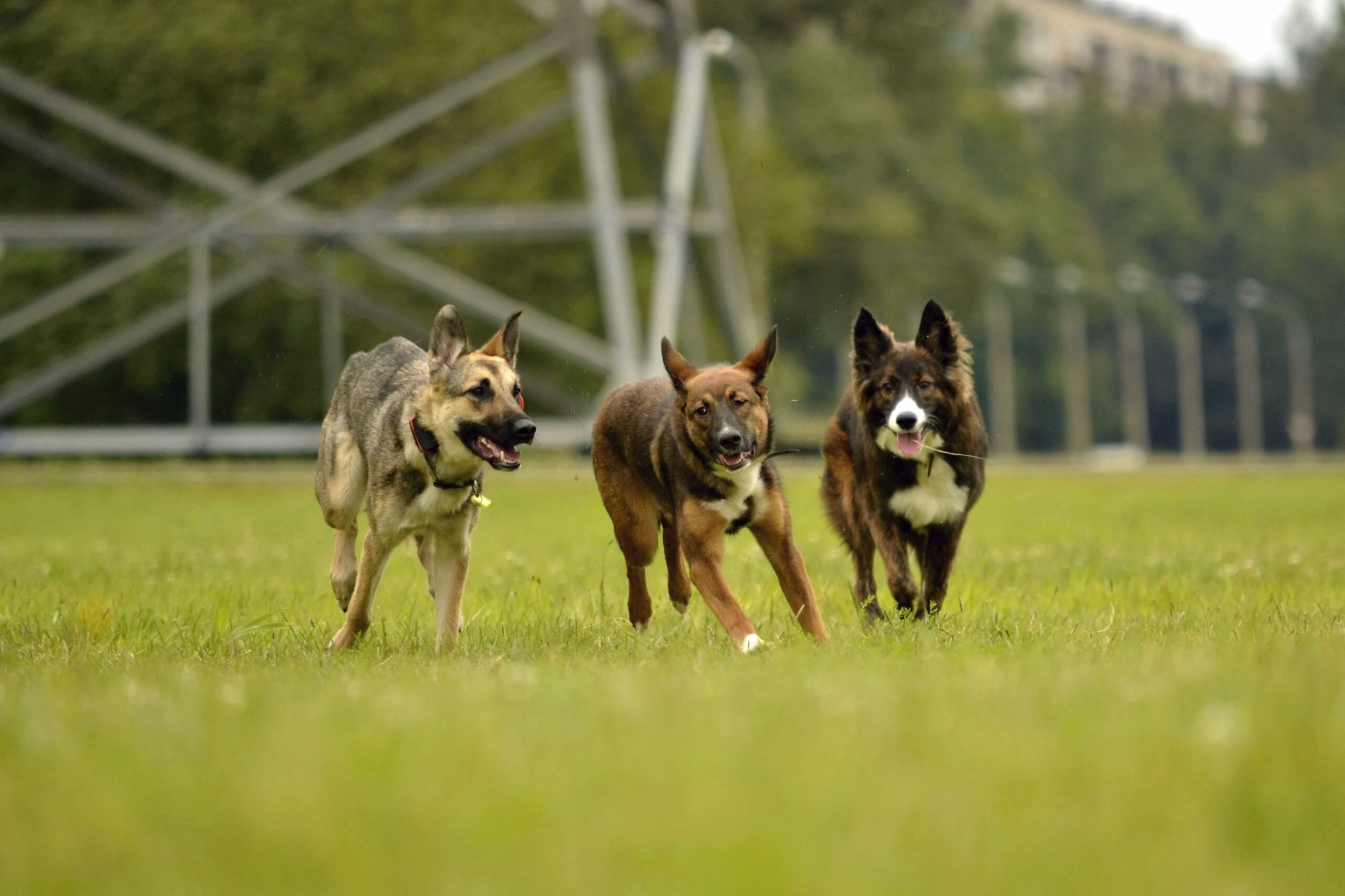 Three dogs